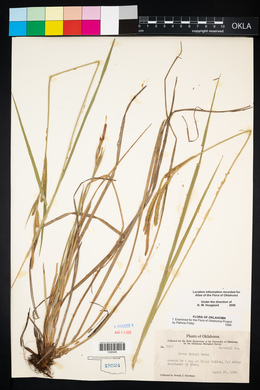 Carex emoryi image