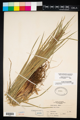 Carex emoryi image