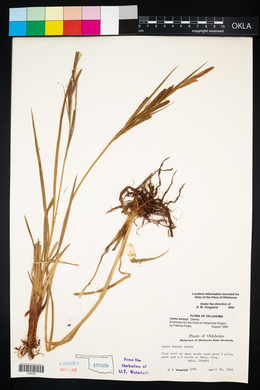 Carex emoryi image