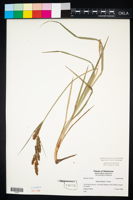 Carex emoryi image