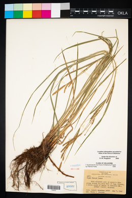 Carex emoryi image