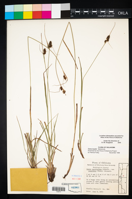 Carex bushii image