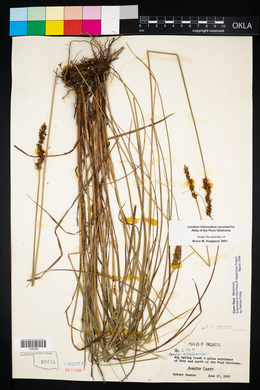 Carex fissa image