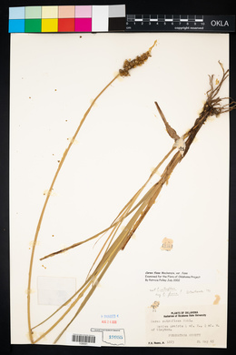 Carex fissa var. fissa image
