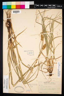 Carex fissa image