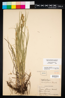 Carex fissa image