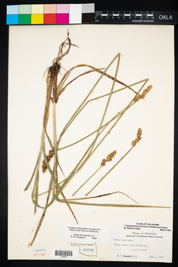 Carex fissa image