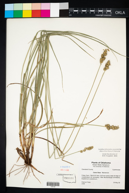 Carex fissa image