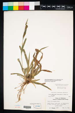 Carex flaccosperma image