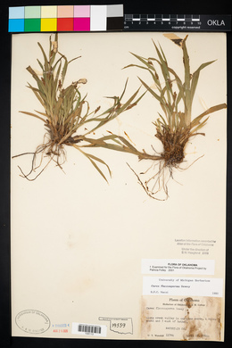 Carex flaccosperma image