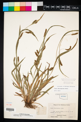 Carex flaccosperma image