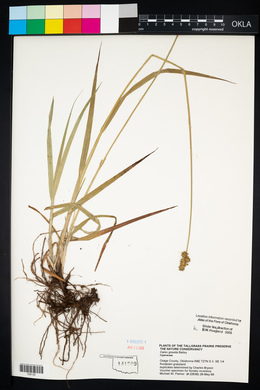 Carex gravida image