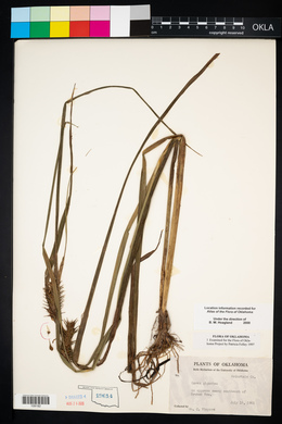 Carex gigantea image