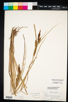 Carex hyalinolepis image