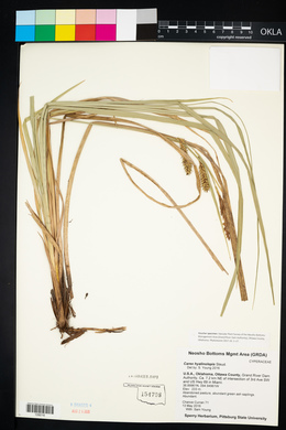 Carex hyalinolepis image