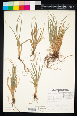 Carex gravida image