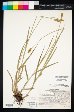 Carex gravida var. lunelliana image