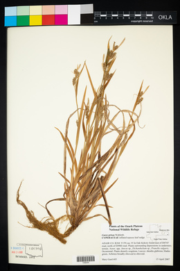 Carex grisea image