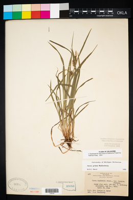 Carex grisea image