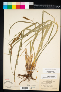 Carex hyalinolepis image