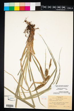 Carex hyalinolepis image