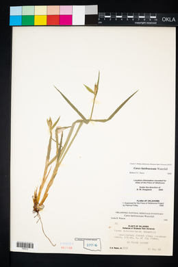 Carex latebracteata image