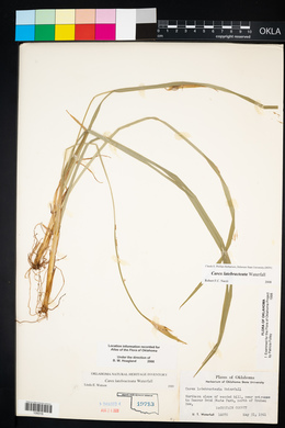 Carex latebracteata image