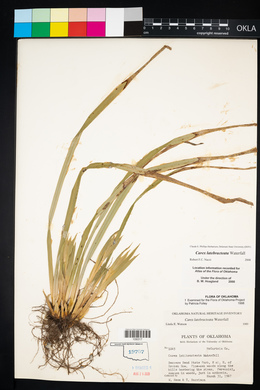 Carex latebracteata image