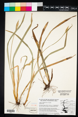 Carex latebracteata image