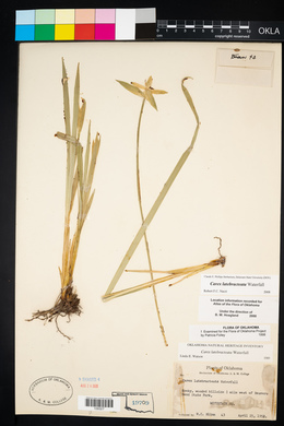 Carex latebracteata image