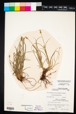 Carex leavenworthii image