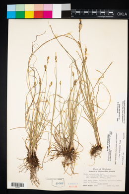 Carex leavenworthii image