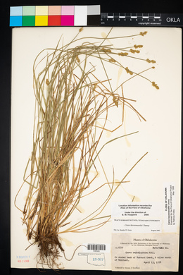 Carex leavenworthii image