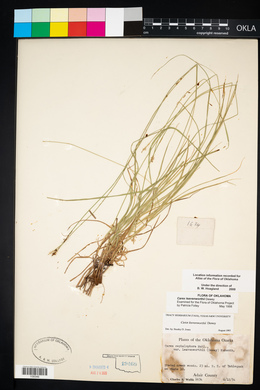 Carex leavenworthii image