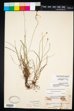 Carex leavenworthii image