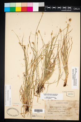 Carex leavenworthii image