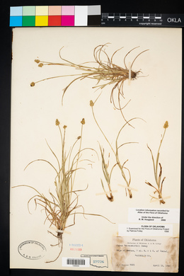 Carex leavenworthii image