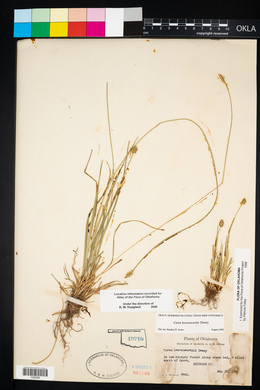 Carex leavenworthii image