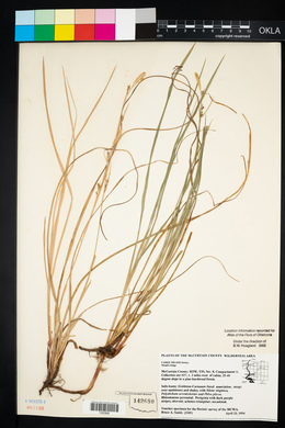 Carex meadii image