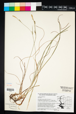 Carex meadii image