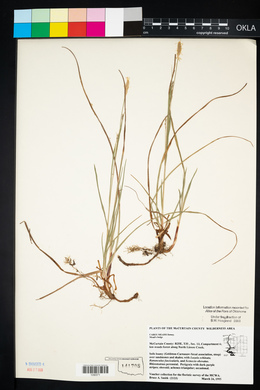 Carex meadii image