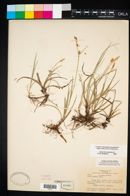 Carex meadii image