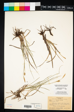 Carex meadii image