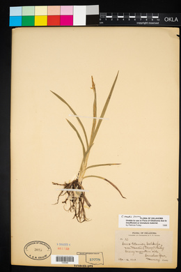 Carex meadii image