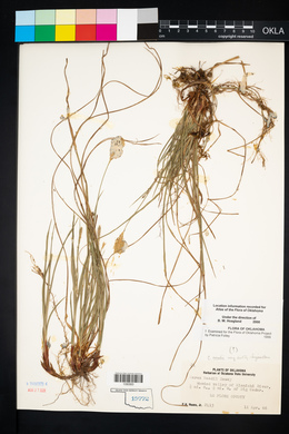 Carex meadii image