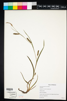 Carex microdonta image