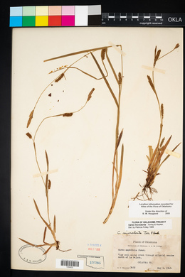 Carex microdonta image