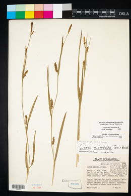 Carex microdonta image