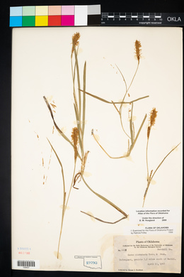 Carex microdonta image