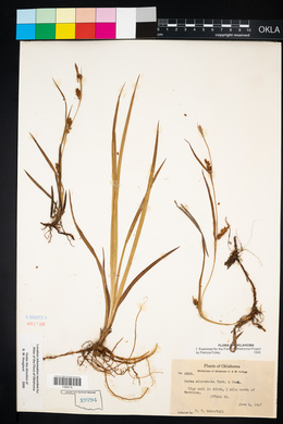 Carex microdonta image